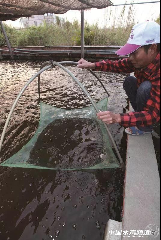 这种虾市价媲美白对虾,或成白虾的替代品种?