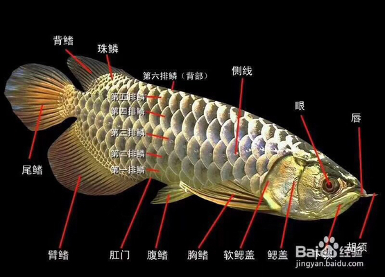 徐州金龍魚專賣店電話號碼查詢（徐州金龍魚專賣店電話號碼查詢地址）