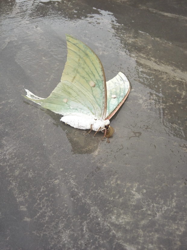 谢谢这个雨天 这个是什么蝶.下雨天把它打下来了