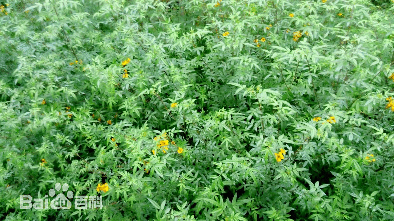 欧洲香草