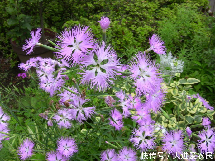 农村山里的一种野草，开花很好看，就像美丽的蝴蝶