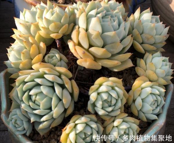 新买回来的多肉植物需要修根,才能更快服盆,适