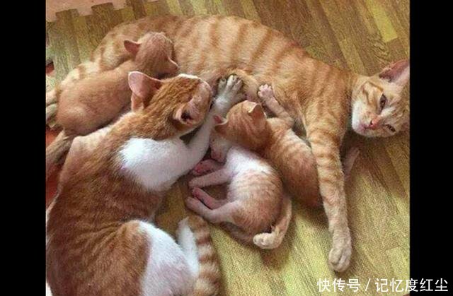 猫正在表情给小猫喂奶,青楼出现奇怪的一幕,主结果妈妈包图片