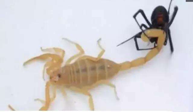 最毒的蝎子大战最毒的蜘蛛, 证明谁才是配得上