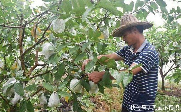 农民在地里种它，只采用鸡粪，年赚三十多万！！！