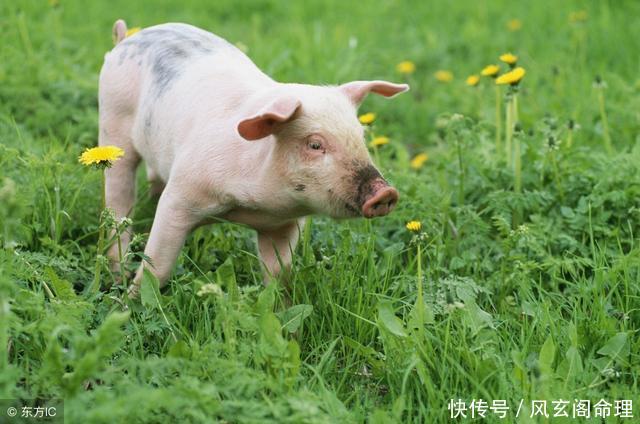 生肖猪:明天开始惊喜连连,收金纳银顶呱呱!日子