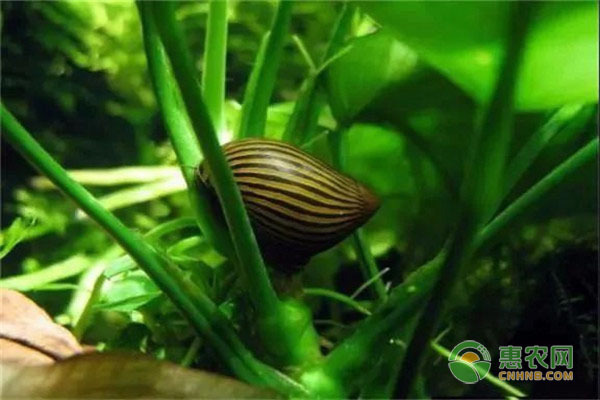 A Comprehensive Guide to <strong><mark>arowana</mark></strong> in Focsani: Your One-Stop Shop for Exotic Fish