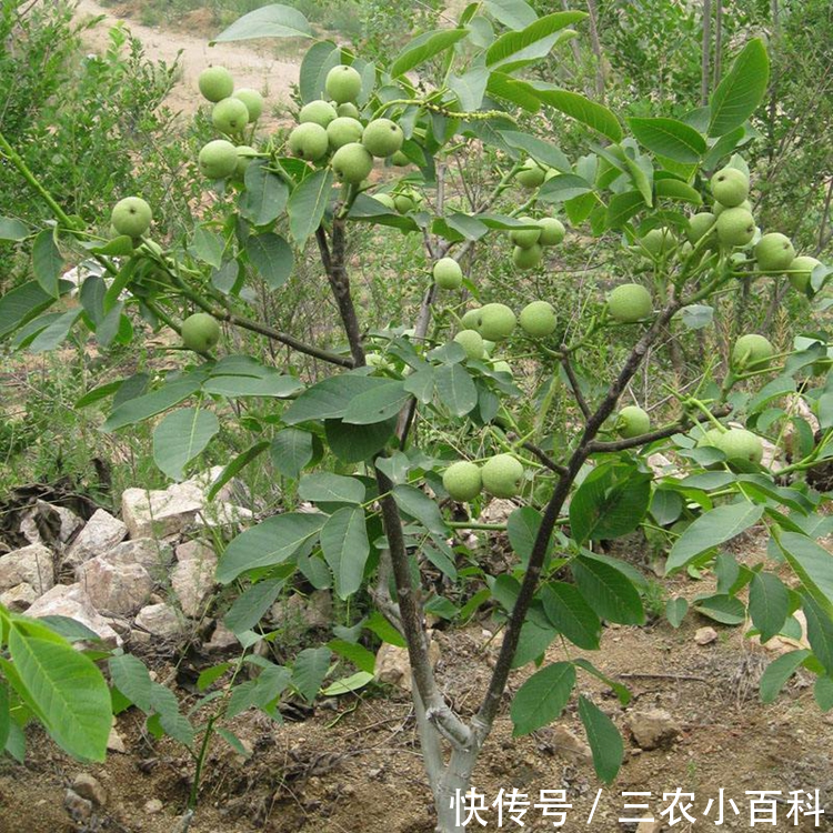 无忧树果实有什么作用 t019e762e50f73a3e17.png