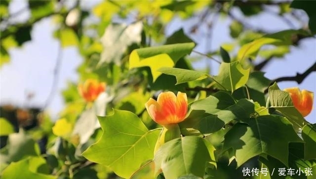 五一北京各景区都人从众?不妨来植物园这条冷