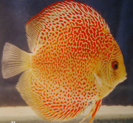 七彩神仙鱼的鱼缸里能放珊瑚石吗?_360问答