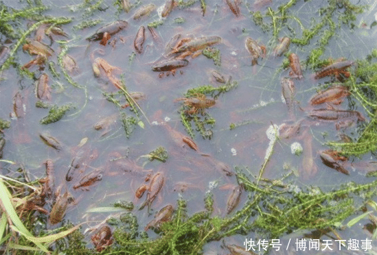 如何挑选好的红龙苗 t019f5ec178ad166886.png