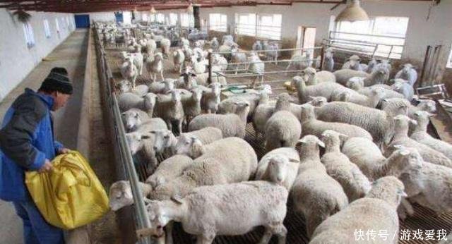 2019年养羊想赚钱羊价并非重点,做好这几点养