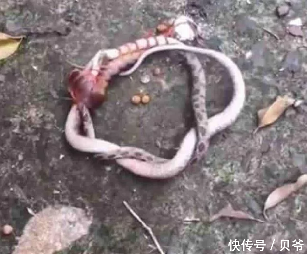 梦境解析，我梦见我被蛇咬了——究竟是何征兆？