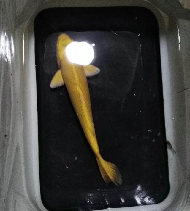 放生池出现龟王据说价值百万,其他乌龟纷纷躲