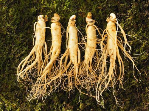 现在能种植什么药材 t01a1a856797eea2d09.jpg