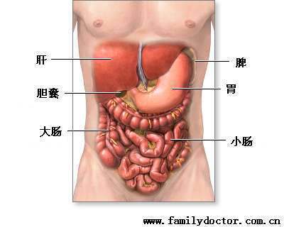 胰腺在人体哪个部位有图形吗
