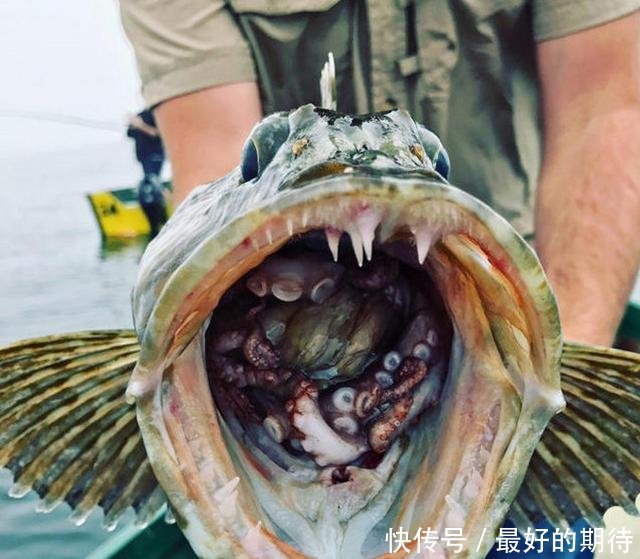 男子出海钓鱼,竟然钓上一条怪鱼,接下来一幕却让所有人傻眼了 钱柜娱乐999官网