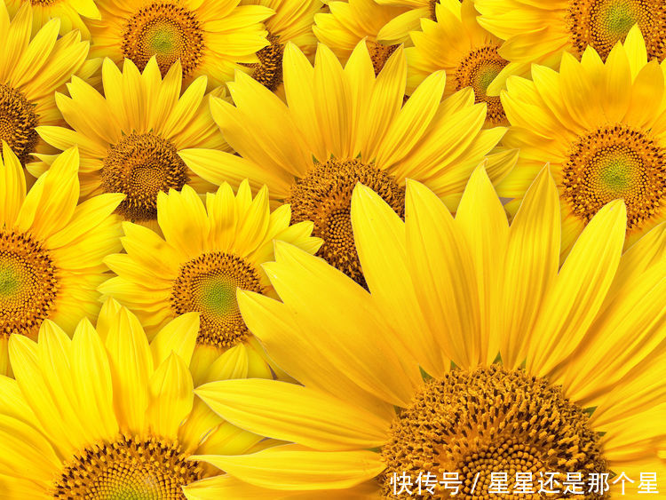 算命的说,财神关照,6月横财爆发,富得流油的三大生肖