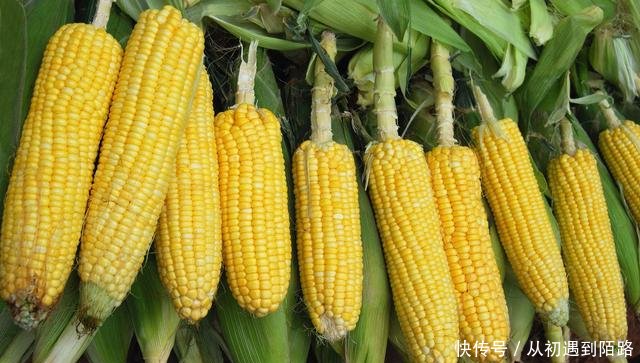 现在玉米收购价多少钱一斤?2019年全国最新价