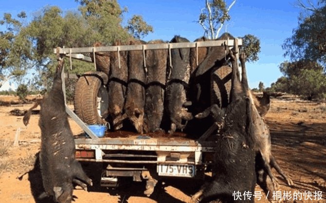 澳大利亚野猪泛滥成灾, 女汉子成了野猪宿敌