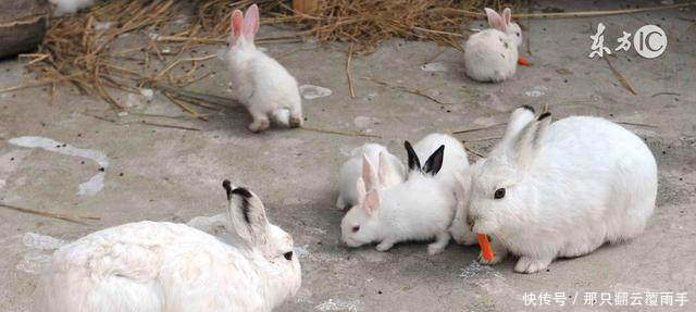 属兔人的运势尤其是1975年的,看完别哭!