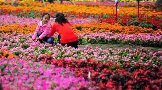 在海口过年,不只是吃鸡那么简单