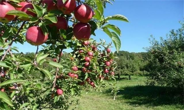 苹果树管理方法全过程 t01a6c2e0aef2407b9a.jpg