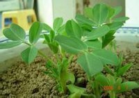 花生的叶,根,茎是什么样的?