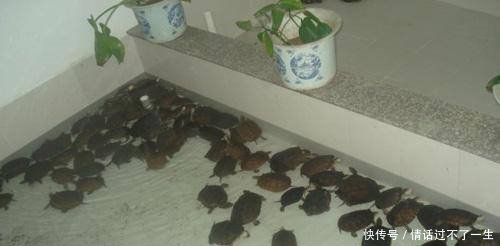 农村最值钱的种植、养殖!都来看看有什么吧!