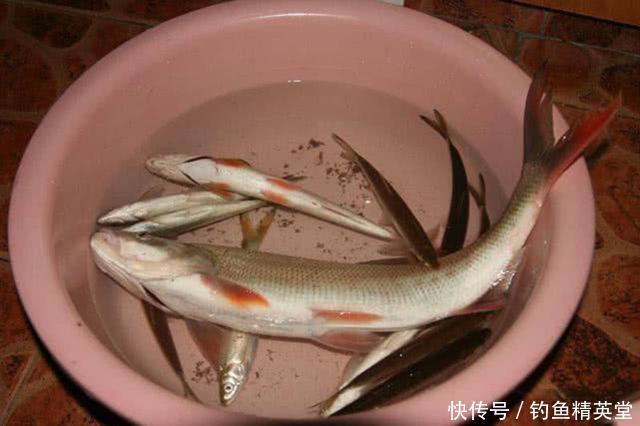 此鱼鱼鳍是红色的,在水下横冲直撞,该如何垂钓? 云顶国际11933