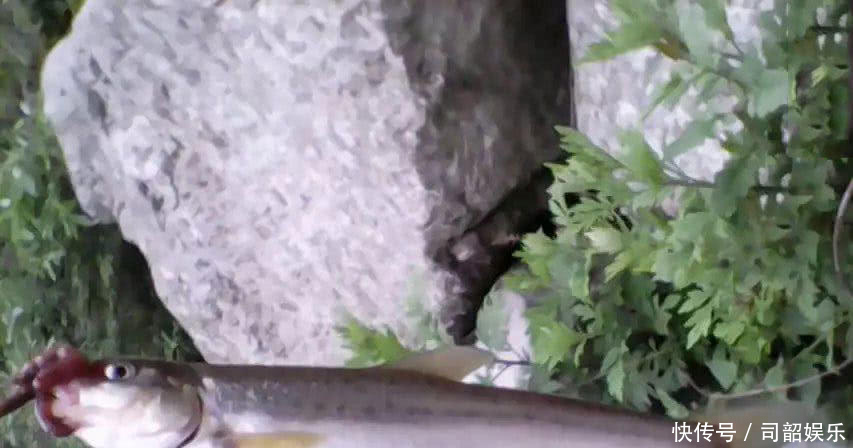 藏区基本没人钓鱼，高山冷水鱼的密度很大