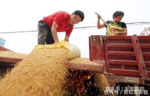 小麦虽不值钱，但河南的哥却横跨千里回乡收麦！原因很感人！