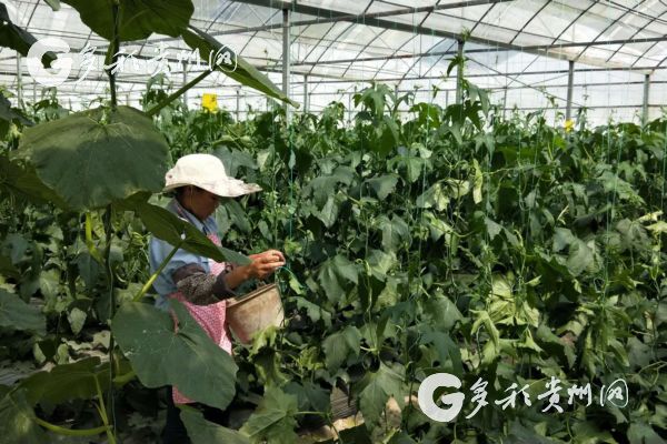 春风吹进麻山里 山旮旯里产业兴