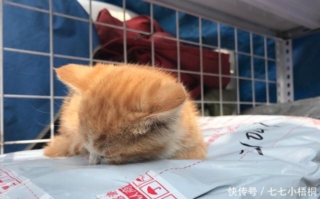 猫可以快递吗