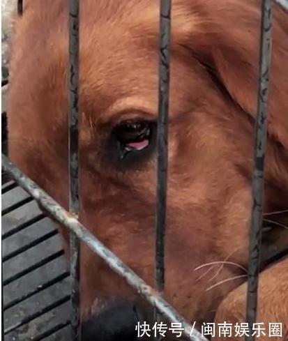 金毛妈妈最后的孩子被抓走,眼角泛着泪花,一个