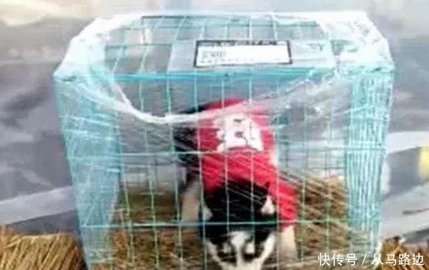 女孩买了一只二哈,送货时快递小哥一脸愁容:这狗你确定要签收吗? 电子游艺网