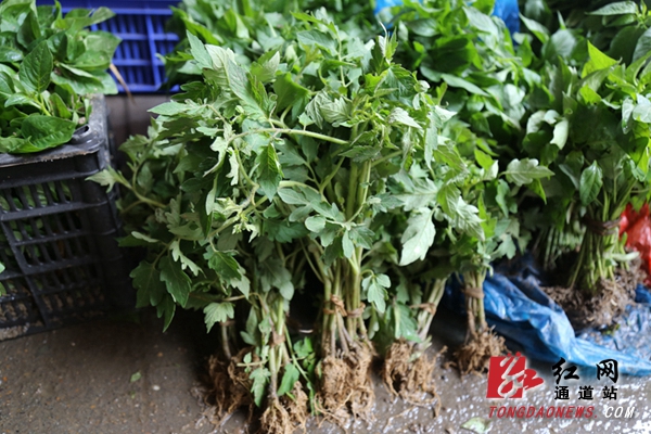 怀化通道赶集日菜苗市场购销旺