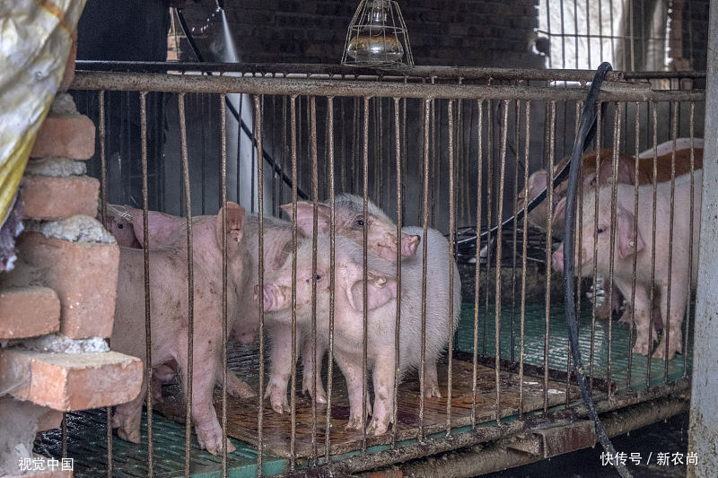 今日全国猪价逐渐恢复上涨态势