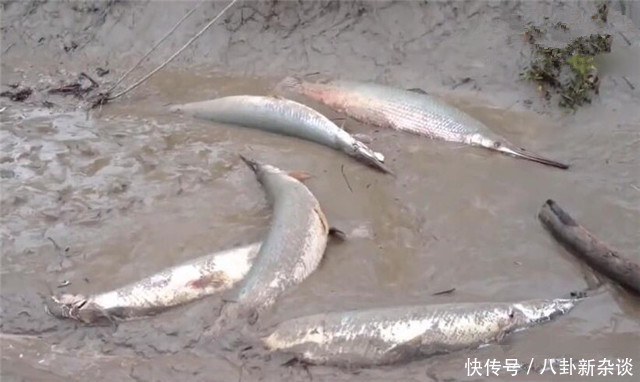 男子在回家路上,发现泥坑全是鱼,伸手刚捡时被一村民大声呵斥!