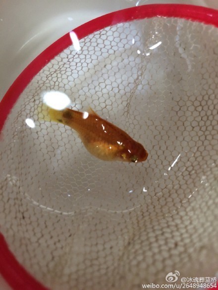 米奇鱼肚子很大,是不是要生宝宝了?跪求高手解答~_360问答