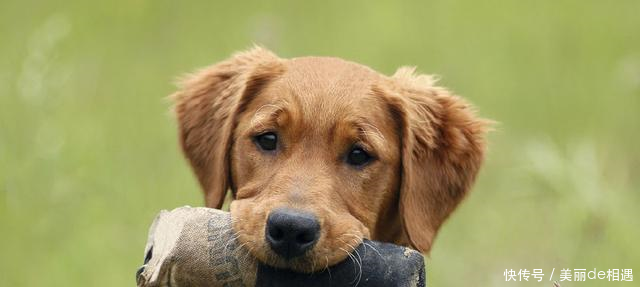 饲养的狗狗身体偏瘦怎么办根据不同的情况,做