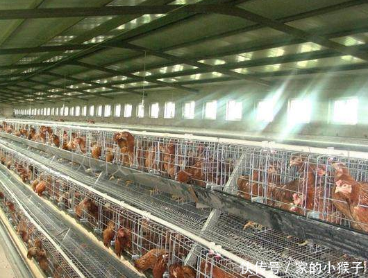 肉鸡价格继续下滑,养鸡人面临困境