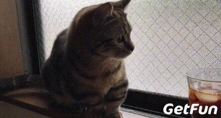 三只小短腿猫的日常,一只比一只萌