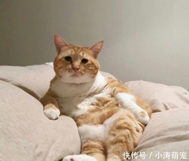 重金网友愿你有个好梦动态表情变成小蓝猫,一年后买来胖橘,男子:传图片