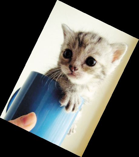 茶杯猫多少钱一只:茶杯猫能活多久寿命有多长