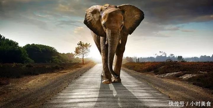 日本泡面一年浪费4吨蔬菜!相当于一头大象的重量