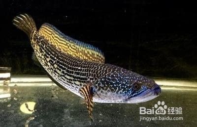 生態(tài)魚缸造景石頭（生態(tài)魚缸造景石頭可以用502嗎）