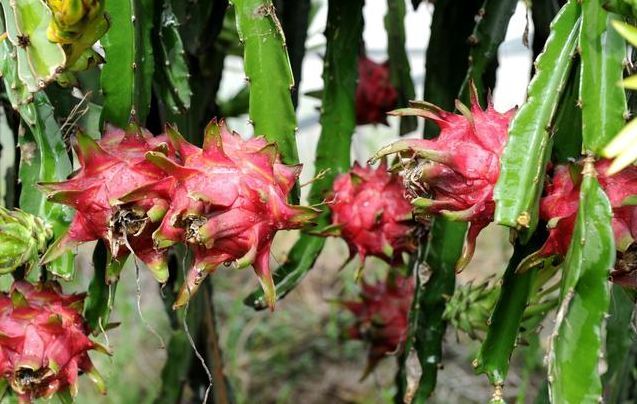 农村种植火龙果简单几招果实又大又甜，这种增产方法知道的人不多