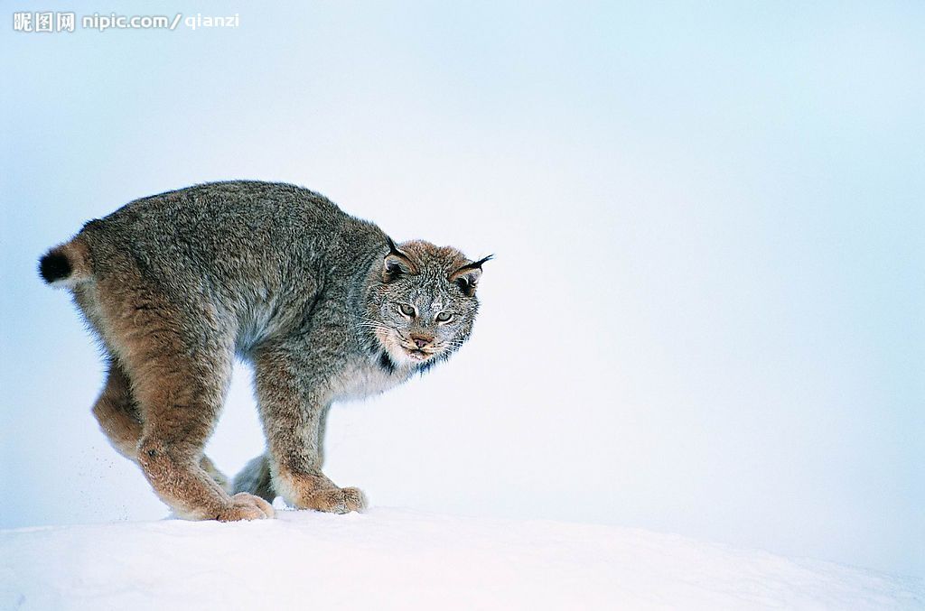 名:lynx【中文学名:猞猁【中文别名:林犭曳,猞猁狲,羊猞猁,马