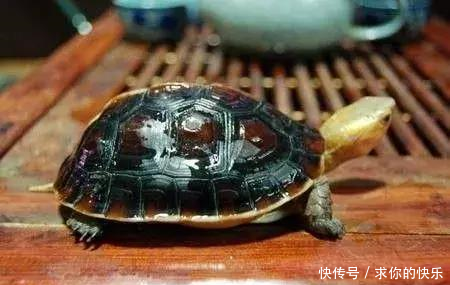 厉害了，河南这5个县市区被教育部点名，未来发展要逆天！